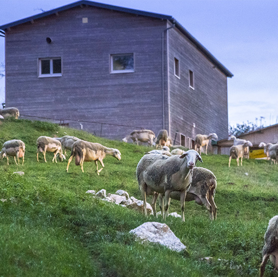 La ferme de Bêle&Bio